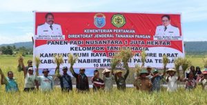 Kelompok Tani Bahagia di Kampung Bumi Raya Distrik Nabire Barat, Kabupaten Nabire Provinsi Papua Tengah panen padi 350 Hektar hektar, Jumat (10/03/23) lalu. Foto: Humas Setda Nabire