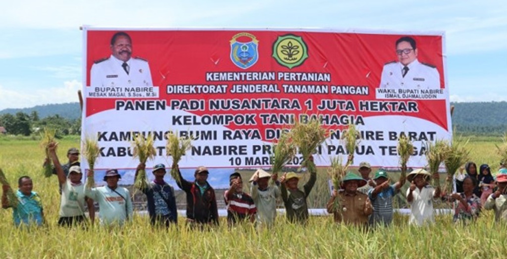 Kelompok Tani Bahagia di Kampung Bumi Raya Distrik Nabire Barat, Kabupaten Nabire Provinsi Papua Tengah panen padi 350 Hektar hektar, Jumat (10/03/23) lalu. Foto: Humas Setda Nabire