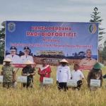 Panen Perdana Padi Biofortifit di Kampung Bumi Raya, Pemkab Nabire Perkuat Ketahanan Pangan dan Gizi Masyarakat
